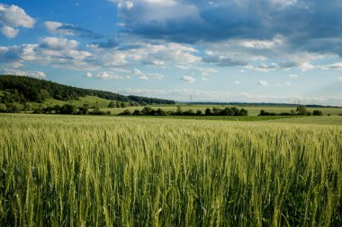 Mavi gökyüzünde yeşil buğday tarlaları. Dikenli bir alan ile manzara.