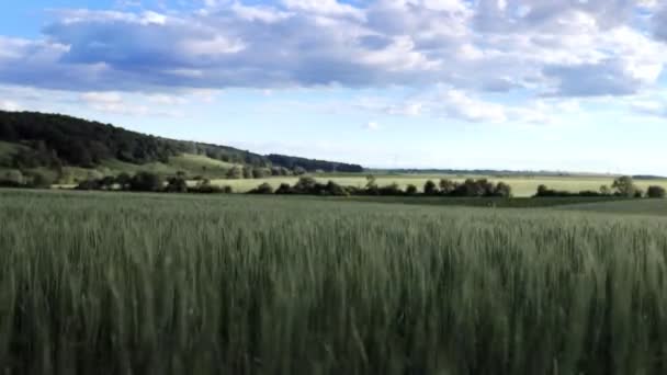 Bright Green Wheat Field Blowing Strong Wind Blue Sky Filled — Stockvideo