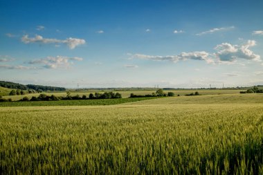 Mavi gökyüzünde yeşil buğday tarlaları. Dikenli bir alan ile manzara.