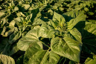 Çiçek açmamış yeşil ayçiçeklerine yaklaş. Ayçiçeği tarlası.