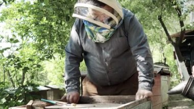 Arıcı elinde arılarla bir bal hücresi tutuyor. Apiculture. Apiary. Bal peteği üzerinde çalışan arılar. Arılar taraklar üzerinde çalışır. Ballı bal peteği ve arılar yakın plan.