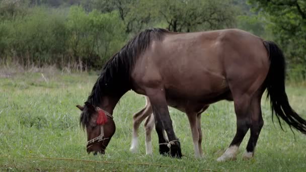 Family Horses Little Foal His Mother Mare Grazing Forest Glade — Stockvideo