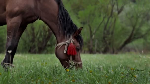 Beautiful Brown Chestnut Horse Grazes Fresh Grass Green Meadow Livestock — Wideo stockowe