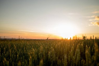 Gün batımında tarlada yetişen buğday başakları. Yeşil yapraklı dikenli dikenler olgunlaşan tarım arazileri yaz akşamı. Yumuşak güneş ışığı mısır gevreğinin taze yapraklarında parlar. Tarım kavramı