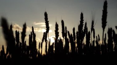 Altın buğday ya da arkaplanda güneş ışığı olan çavdar silueti.