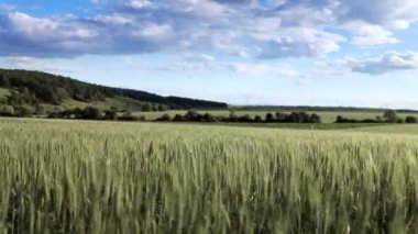 Parlak yeşil buğday tarlası güçlü bir rüzgarda esiyor. Arka planda beyaz bulutlarla dolu mavi bir gökyüzü var. Zaman Uygulaması.