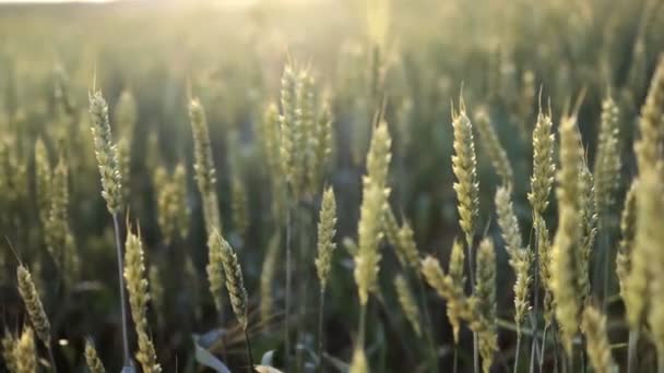 Gün Batımında Tarlada Yetişen Buğday Başakları Yeşil Yapraklı Dikenli Dikenler — Stok video