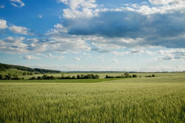 Mavi gökyüzünde yeşil buğday tarlaları. Dikenli bir alan ile manzara.
