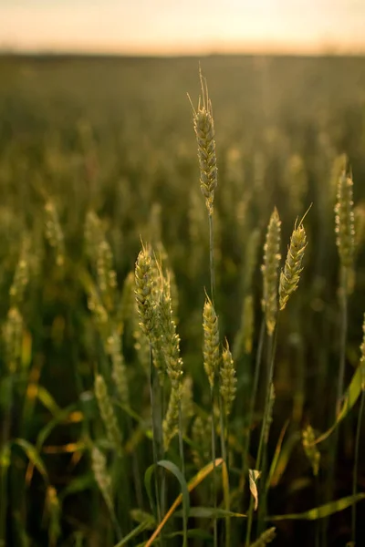 Колоски Пшениці Ростуть Полі Під Час Заходу Сонця Молоді Колоски — стокове фото