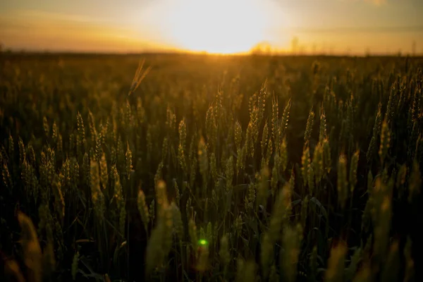 Колоски Пшениці Ростуть Полі Під Час Заходу Сонця Молоді Колоски — стокове фото