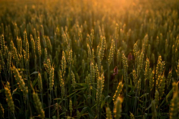 Колючки Пшеницы Растущей Поле Закате Молодые Колоски Зелеными Листьями Спелых — стоковое фото