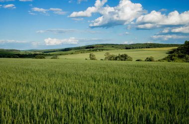 Mavi gökyüzünde yeşil buğday tarlaları. Dikenli bir alan ile manzara.