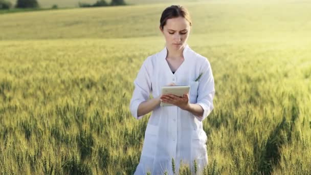 Laboratory Technician Using Digital Tablet Computer Cultivated Wheat Field Application — Stockvideo