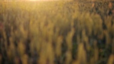 Gün batımında tarlada yetişen buğday başakları. Yeşil yapraklı dikenli dikenler olgunlaşan tarım arazileri yaz akşamı. Yumuşak güneş ışığı mısır gevreğinin taze yapraklarında parlar. Tarım kavramı