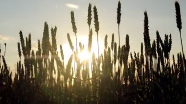 Altın buğday ya da arkaplanda güneş ışığı olan çavdar silueti.