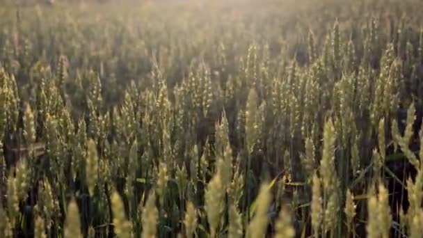Spikelets Wheat Growing Field Sunset Young Spikelets Green Leaves Ripening — Stock Video