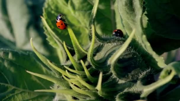 Ladybug Stând Floarea Soare Verde Încă Înflorește Insecte Floare — Videoclip de stoc