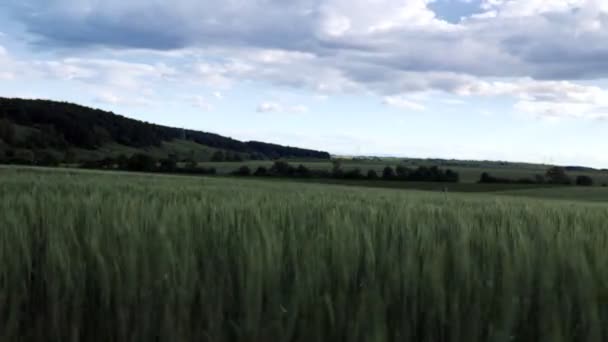 Parlak Yeşil Buğday Tarlası Güçlü Bir Rüzgarda Esiyor Arka Planda — Stok video
