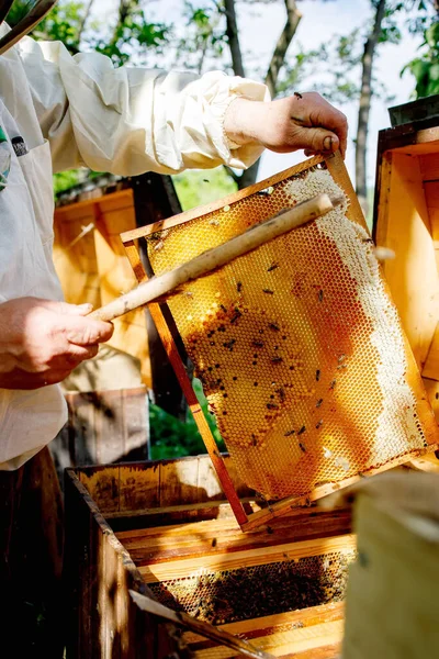 A beekeeper in a protective suit shakes the honey frame from bees with a brush. Pumping honey. Apiculture. Beekeeper.