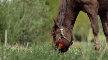 Kahverengi kestane rengi at yeşil bir çayırda taze çimlerle otlar. Çiftlik hayvanları.