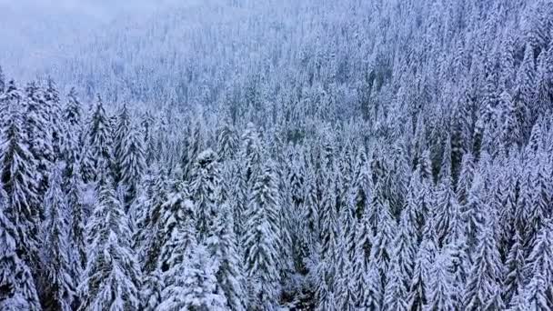 Árboles Coníferas Cubiertos Nieve Bosque Invernal Paisaje — Vídeos de Stock