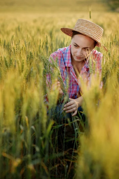 Young Farmer Sits Ears Wheat Analyzes Here Growth —  Fotos de Stock