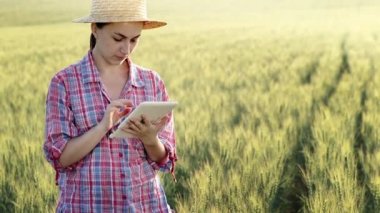 A young fcrmer checks a grain field and sends data to the cloud from a tablet. Concept of smart farming and digital agriculture. Successful production and cultivation of organic food products