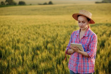 Genç bir fcrmer tahıl tarlasını kontrol eder ve bir tabletten bulut 'a veri gönderir. Akıllı tarım ve dijital tarım kavramı. Organik gıda ürünlerinin başarılı üretimi ve yetiştirilmesi.
