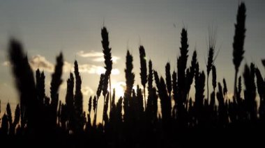 Altın buğday ya da arkaplanda güneş ışığı olan çavdar silueti.