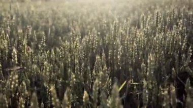 Genç yeşil buğday başakları gün batımında tarlada yetişiyor. Tarım kavramı