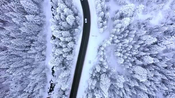 Vista Aérea Estrada Inverno Pinheiros Cobertos Neve — Vídeo de Stock