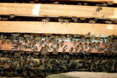 Bal arıları ahşap kovanın yanında uçar. İşçi arılar. Görüntü.