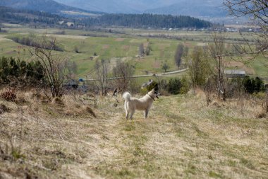 Dağ kırsalında beyaz, genç, mutlu bir köpek. Bir köpekle yürüyüş.
