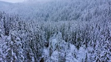 Kış ormanında karla kaplı kozalaklı ağaçlar. Peyzaj.