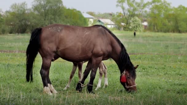 Eine Pferdefamilie Ein Kleines Fohlen Mit Seiner Mutter Eine Stute — Stockvideo