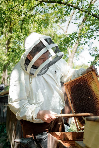 A beekeeper in a protective suit shakes the honey frame from bees with a brush. Pumping honey. Apiculture. Beekeeper.