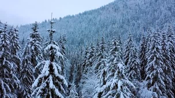 Хвойные Деревья Покрытые Снегом Зимнем Лесу Пейзаж — стоковое видео