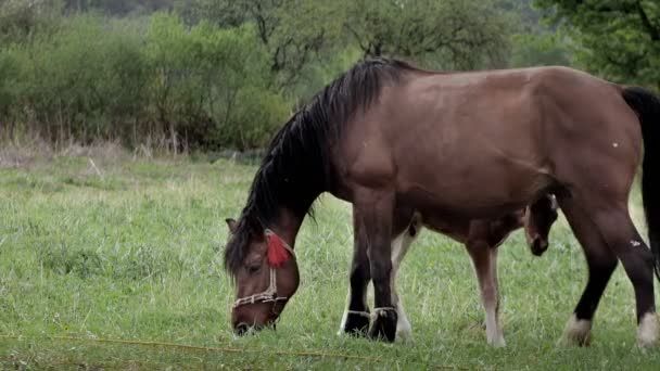 Familie Cai Mic Mânz Mama Iapă Pășunând Lamă Pădure Într — Videoclip de stoc