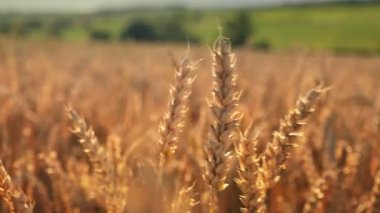 Bal arısı olgun bir buğday kulağının üzerinde oturur. Tozlaşma. Bir mısır tarlası.