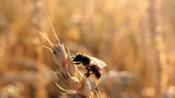 Een Honingbij Zit Een Rijp Tarweoor Bestuiving Een Veld Van — Stockvideo