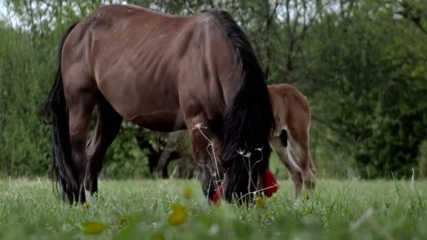 Family Horses Little Foal His Mother Mare Grazing Forest Glade — Stok video