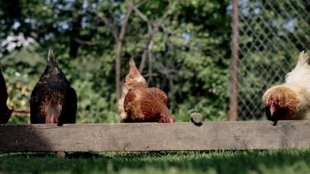 Несколько Красных Фермерских Цыплят Едят Немного Кукурузы Сельской Местности Концепция — стоковое видео