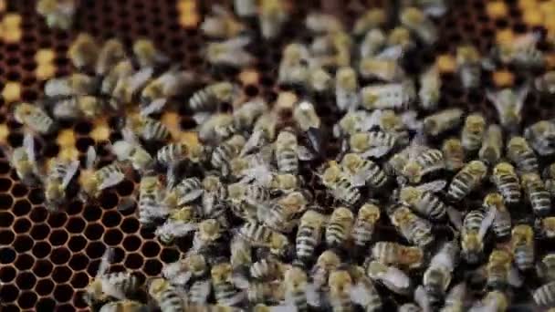 Honeycombs Many Working Bees Production Natural Honey Honey Bees Apiculture — ストック動画