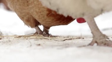 Bulutlu bir kış gününde karda yiyecek arayan özgür bir tavuk..