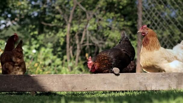 Rural Domesticated Chickens Eat Mangers Agriculture Chickens Yard — ストック動画