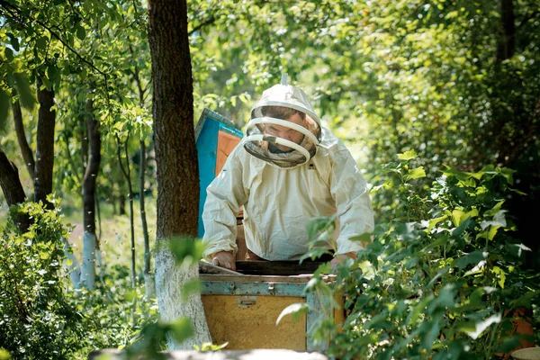 Beekeeper in a protective suit works with honeycombs. A farmer in a bee suit works with honeycombs in an apiary. Beekeeping in the countryside. Organic farming.