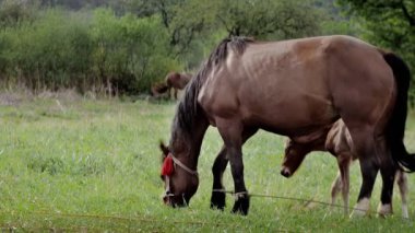 A family of horses, a little foal with his mother, a mare grazing on a forest glade on a sunny day.