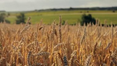 Yellow ears wheat sway in the wind, the background field of ripe ears of wheat, Harvest, Wheat growing on field, video.