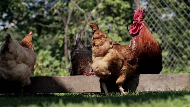 Rural Domesticated Chickens Eat Mangers Agriculture Chickens Yard — Stock videók