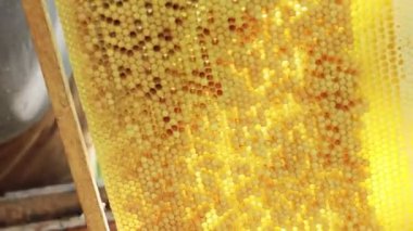 Koruyucu kıyafetli bir arı yetiştiricisi arıların bal çerçevesini fırçayla sallıyor. Bal pompalıyorum. Apiculture. Arıcı..